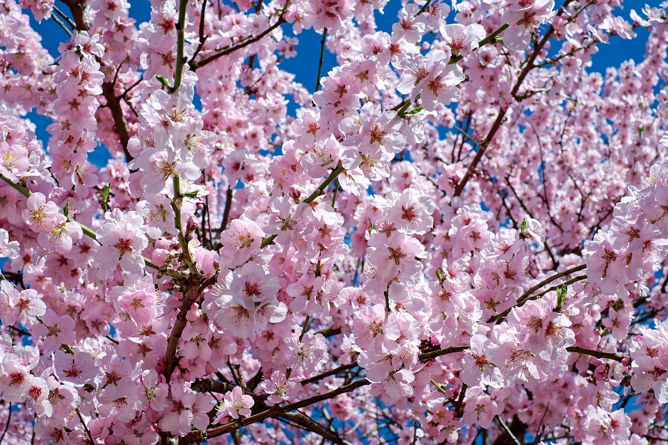 Flor De Cerejeira Significado Guia Das Suculentas