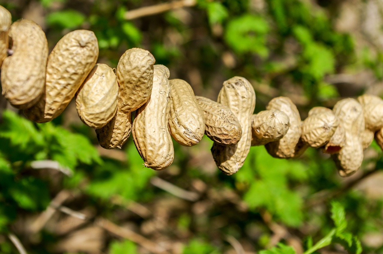 Como Plantar Amendoim Guia Das Suculentas