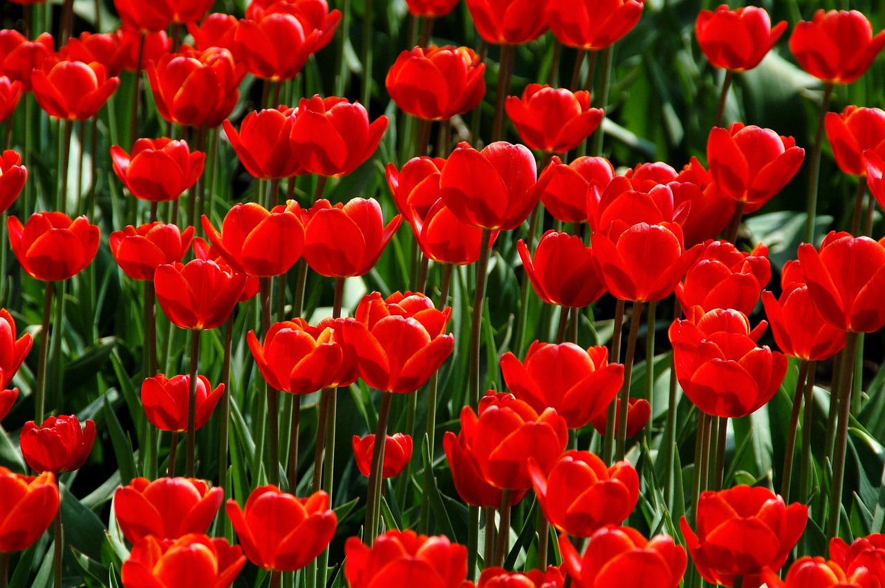 Tulipa Vermelha Beleza E Significado Das Flores Encantadoras Guia