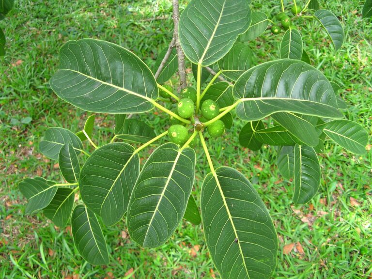 Ficus Lyrata Um Guia Completo Desta Planta Guia Das Suculentas