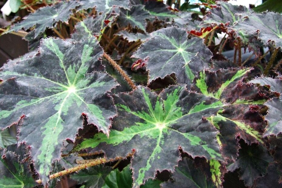 Begonia Heracleifolia Um Guia Completo Desta Planta Guia Das Suculentas