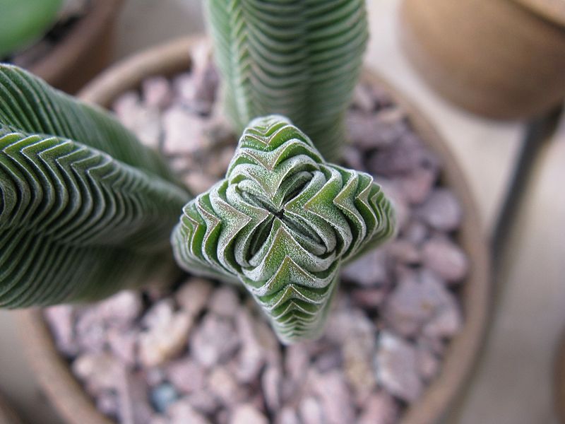 Suculentas Raras: Crassula Buddha's Temple