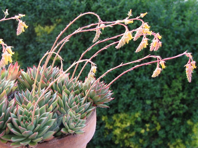 Echeveria Pulidonis