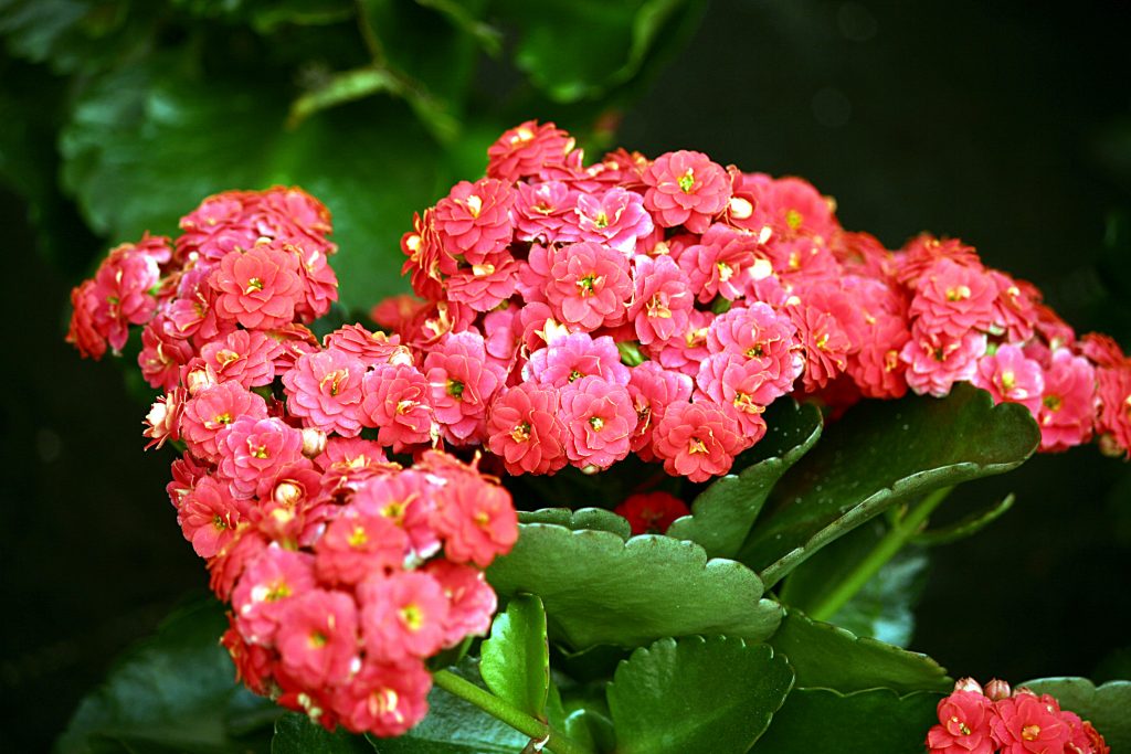 Kalanchoe Blossfeldiana