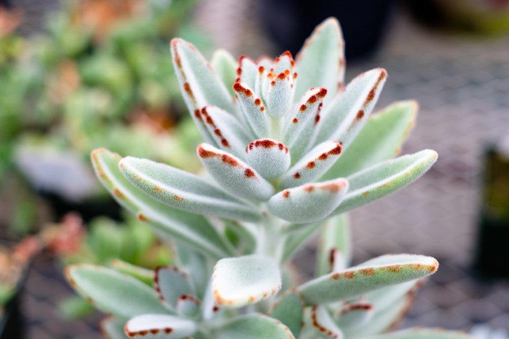 Kalanchoe Tomentosa Conheça Essa Linda Planta