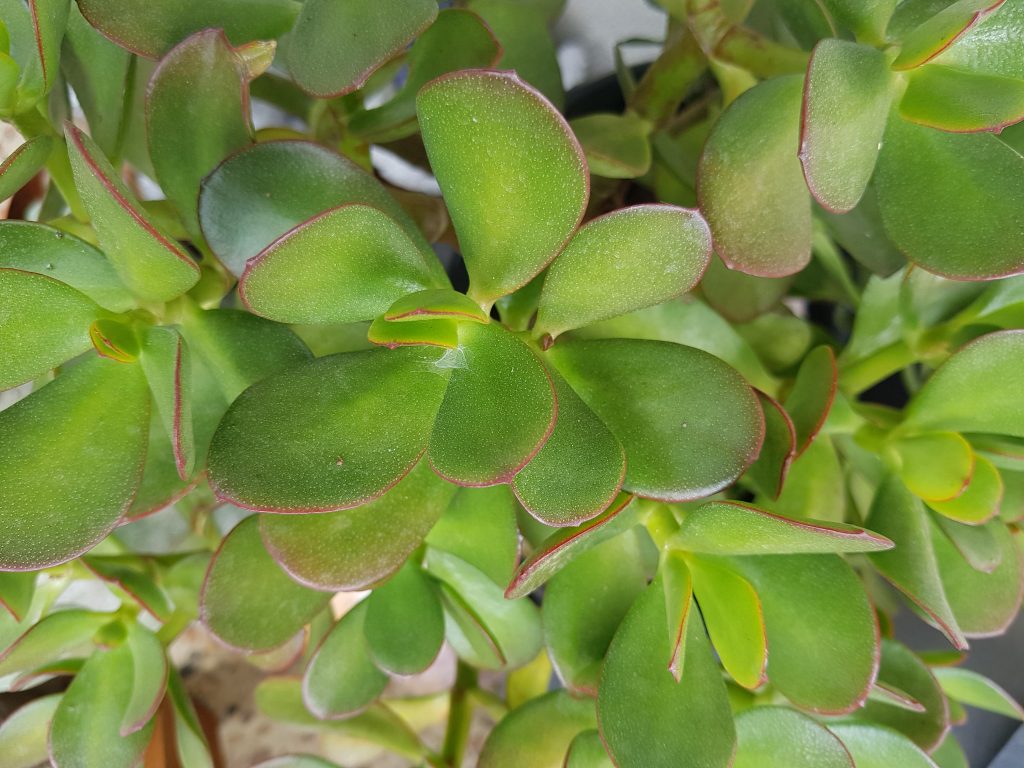 Suculenta Jade