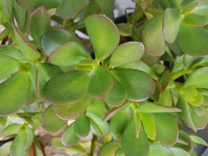 Suculenta Jade Saiba Tudo Sobre Essa Planta