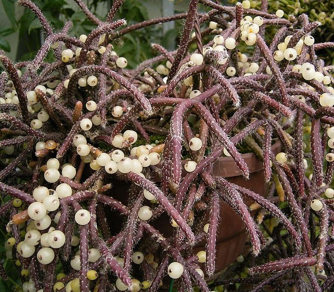 Suculenta Rhipsalis Baccifera