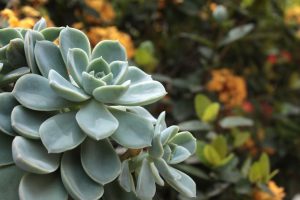 Rosa de Pedra Saiba Tudo Sobre Essa Suculenta