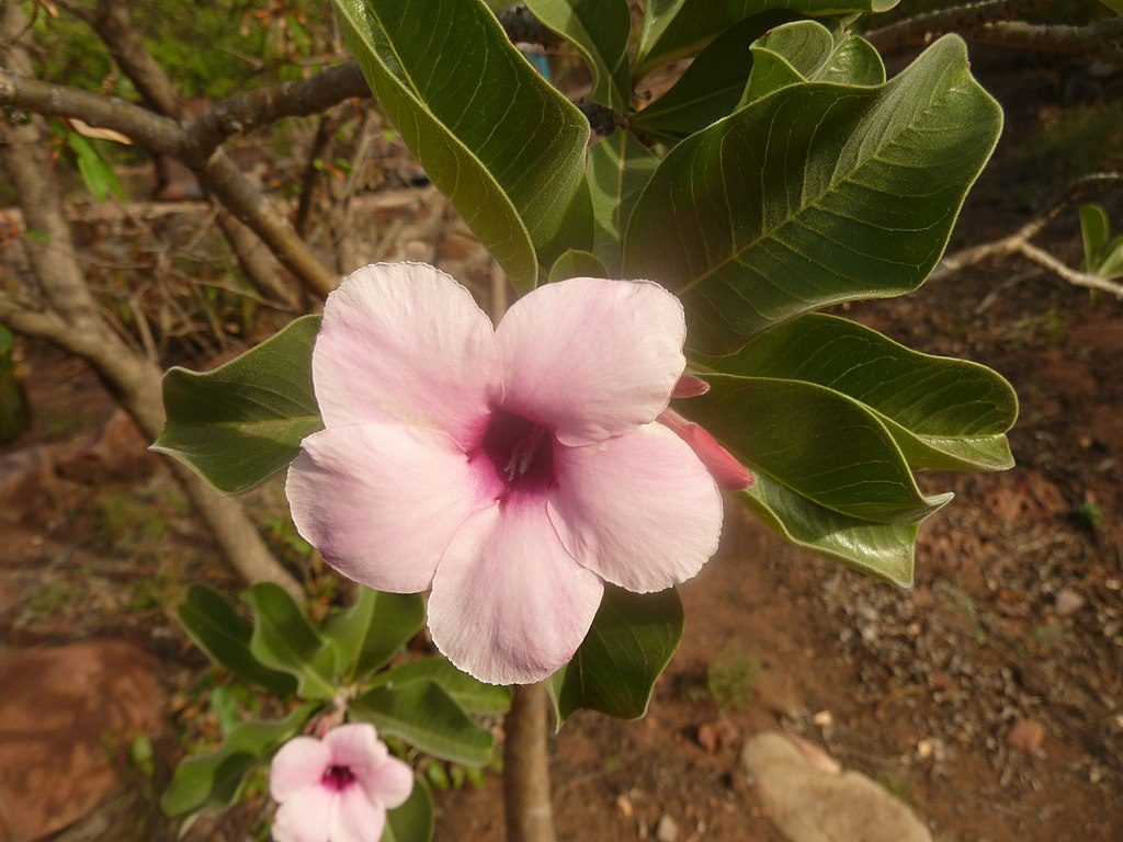 Adenium Boehmianum Conheça Essa Suculenta