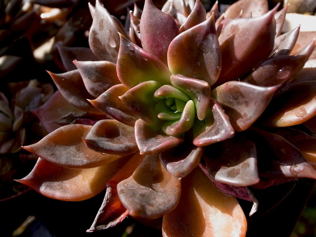 Echeveria Black Prince Um Guia Completo