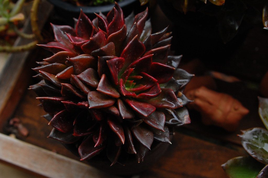 Echeveria Black Prince Suculenta