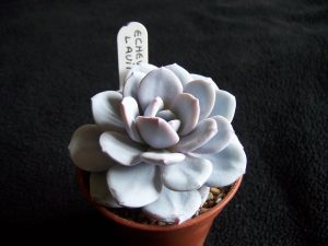 Echeveria Lauii Um Guia Completo Desta Suculenta