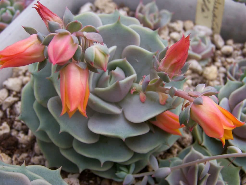  Echeveria Lola Flores