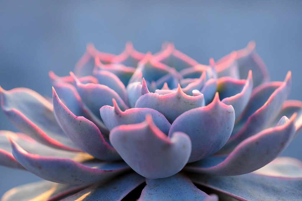 Echeveria Peacockii Suculenta Guia Completo