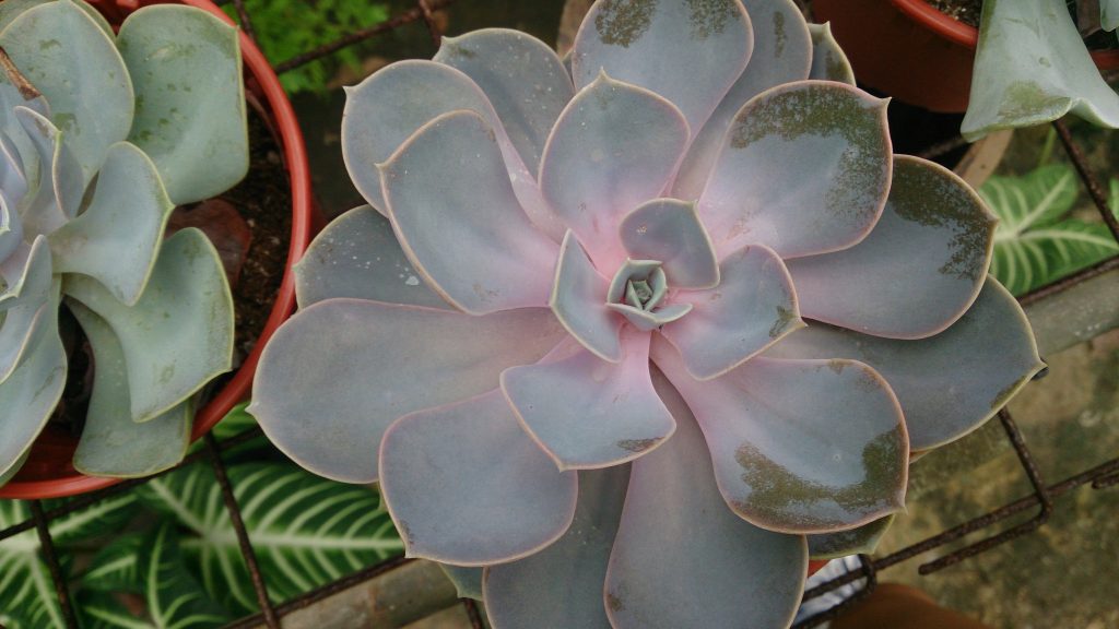 Echeveria Perle Von Nurnberg Guia Completo