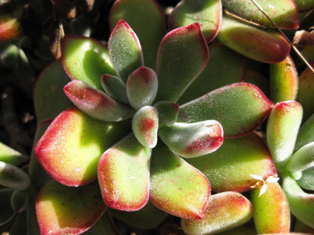 Echeveria Pulvinata