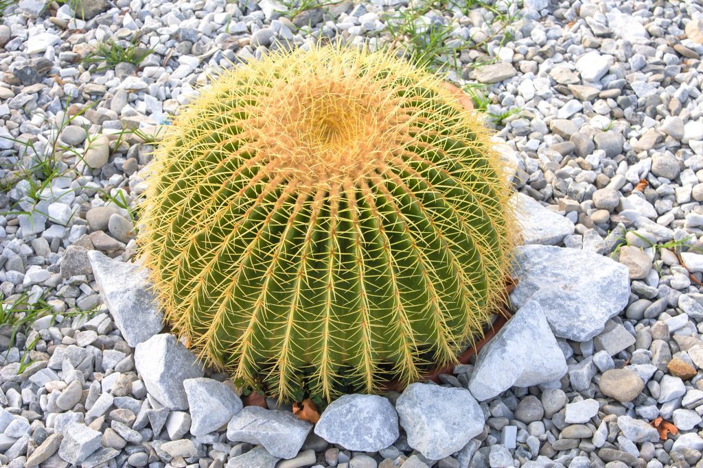 Echinocactus grusonii