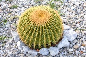 Cacto Bola Um Guia Completo Dessa Planta