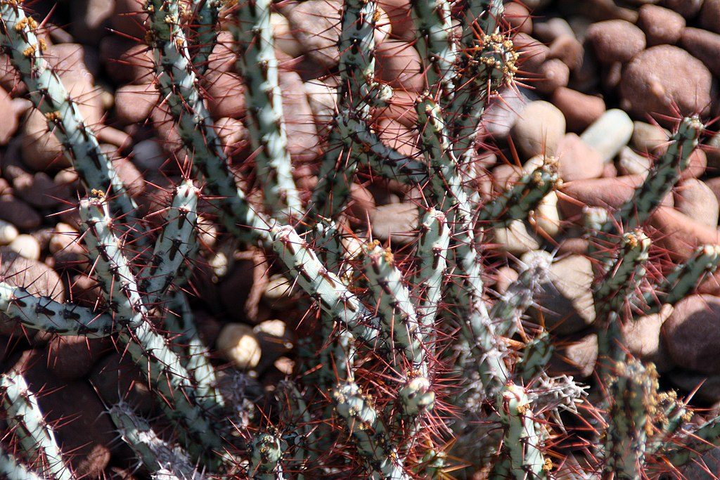 Euphorbia Aeruginosa Conheça Essa Suculenta