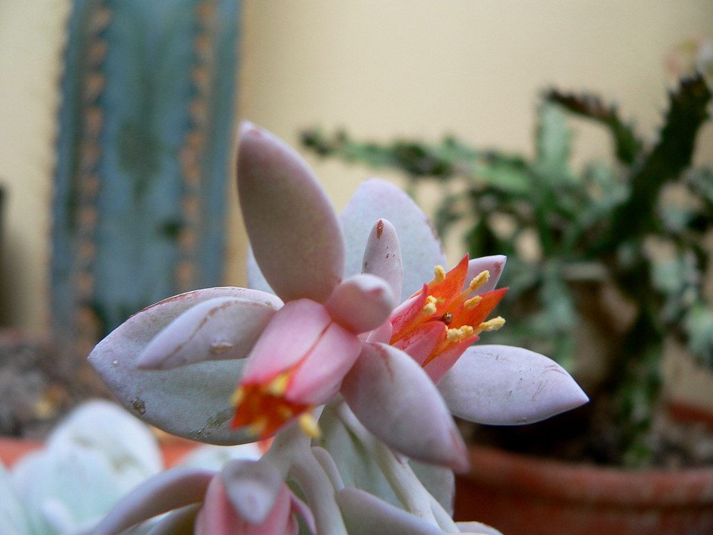 Flor da Echeveria Lauii