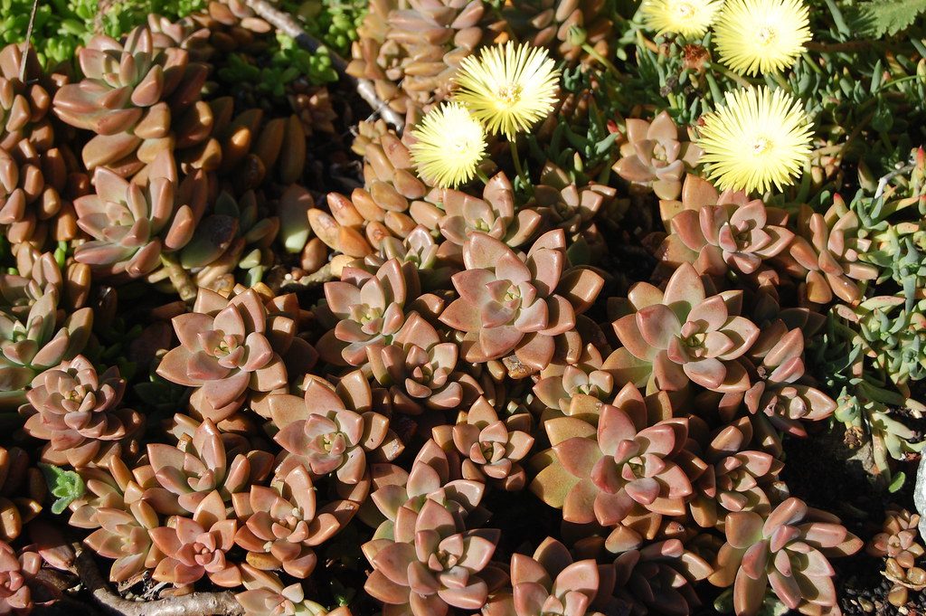 Graptosedum Bronze 