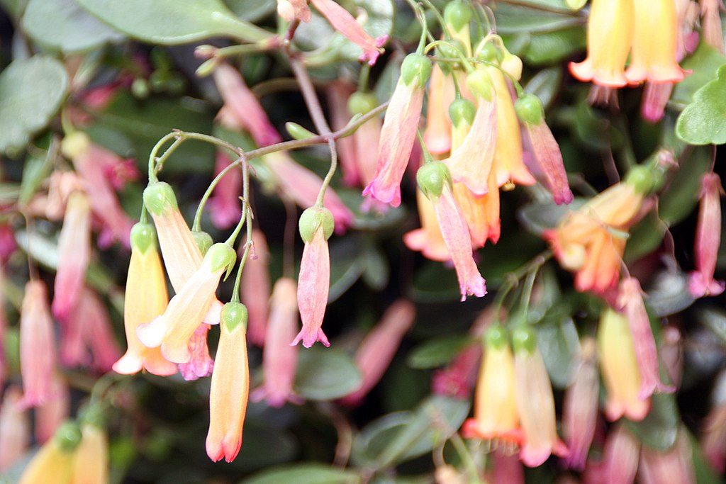 Kalanchoe Manginii Tudo Sobre Essa Suculenta