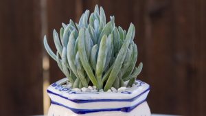 Senecio Serpens Guia Completo Desta Suculenta