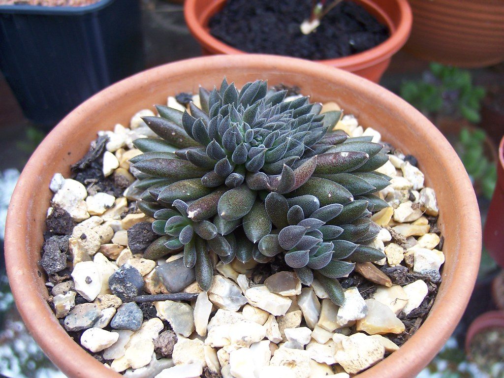 Sinocrassula Yunnanensis Um Guia Completo