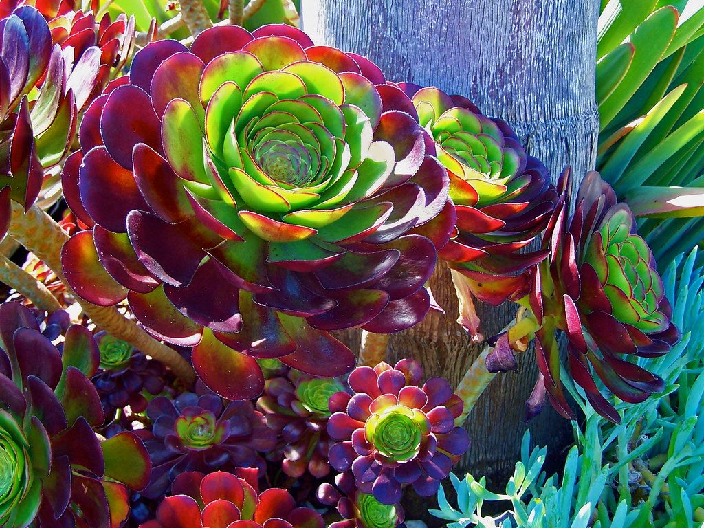 Aeonium Arboreum