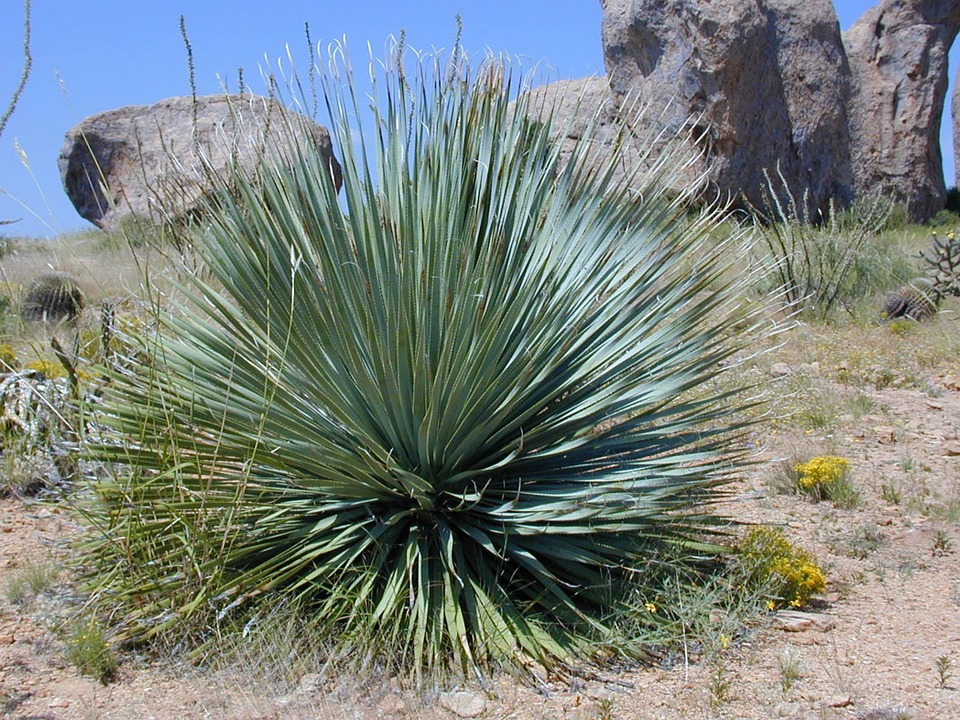 Yucca Rostrata Um Guia Completo Desta Planta