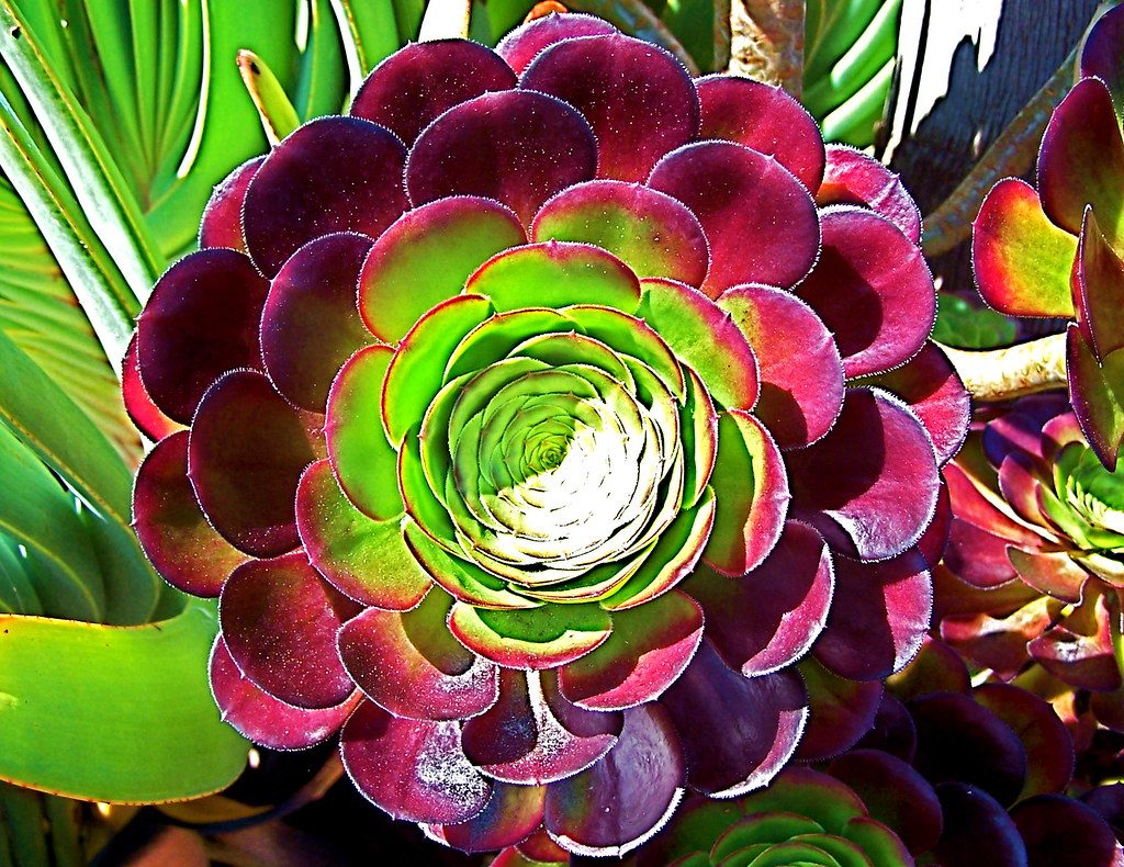 Aeonium Arboreum Tudo Sobre Essa Suculenta