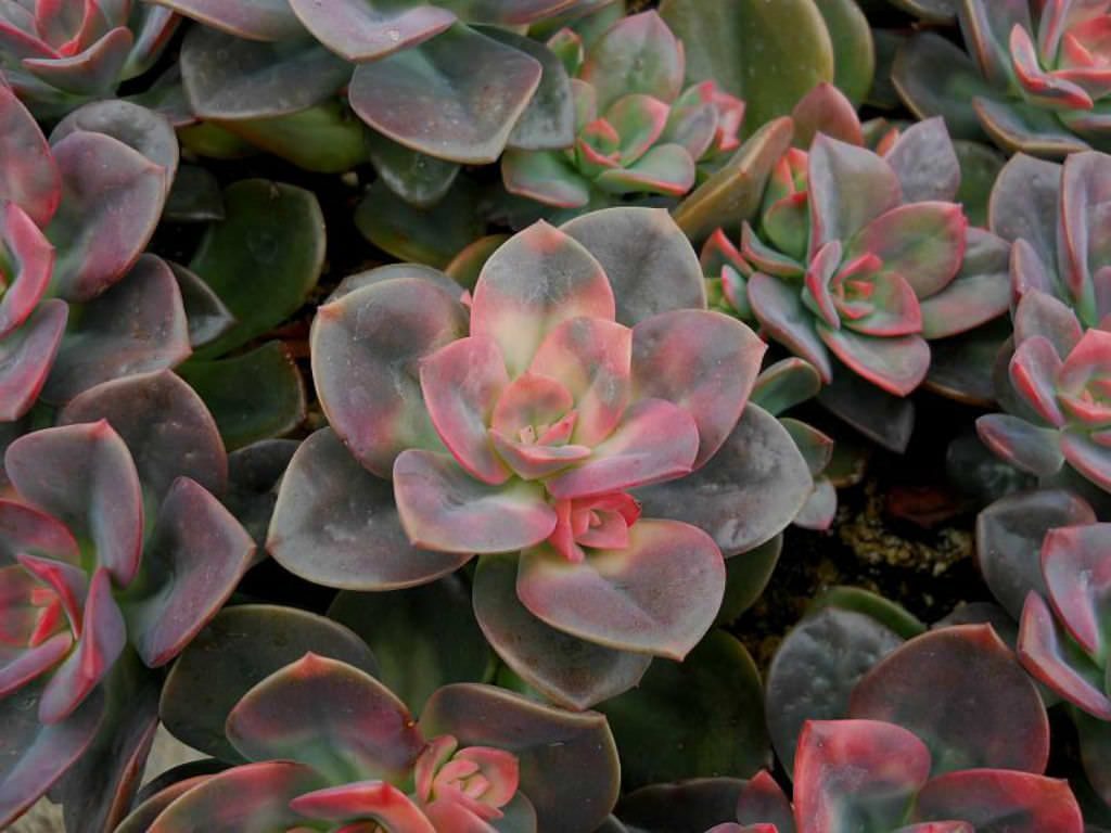 Echeveria Chroma Tudo Sobre Essa Suculenta