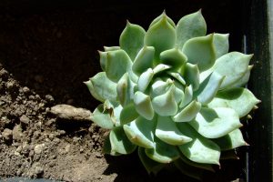 Echeveria Lola Um Guia Completo Para Você