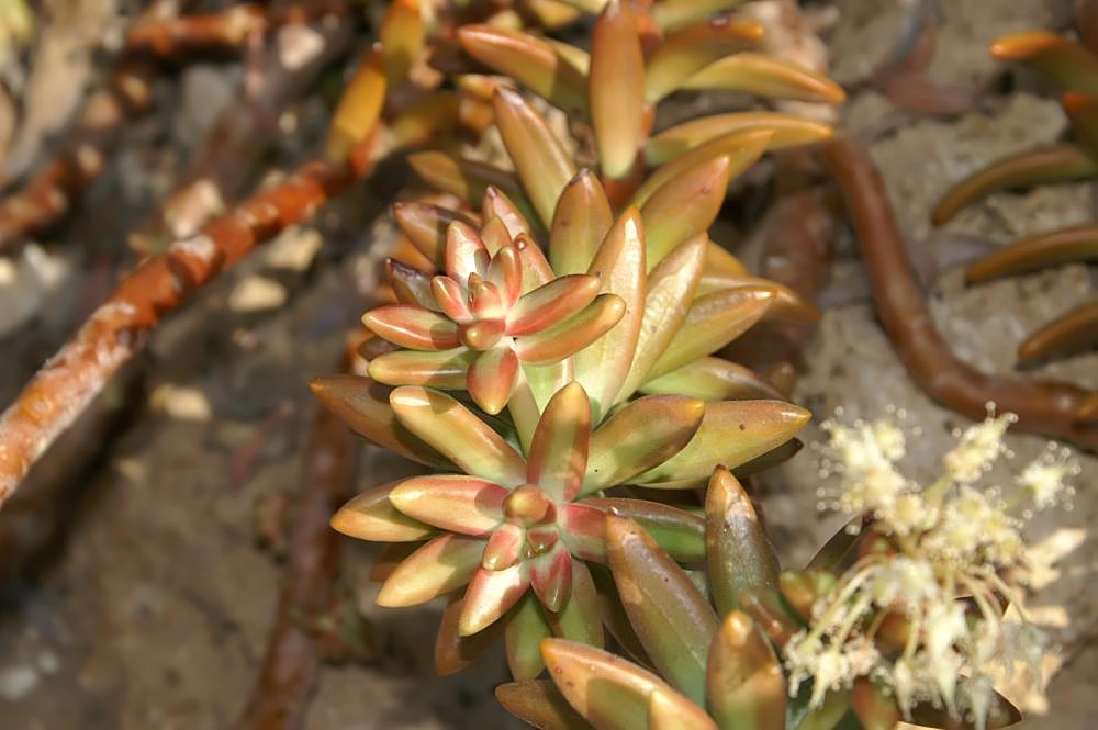 Sedum Nussbaumerianum Conheça Essa Planta