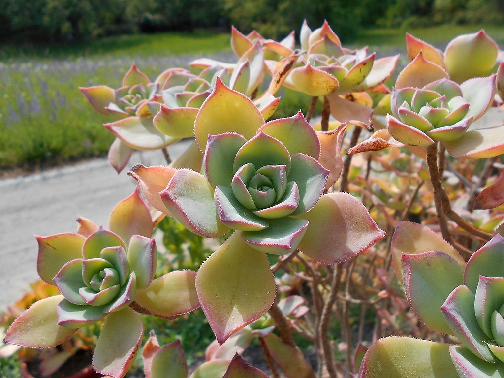 Aeonium Haworthii 