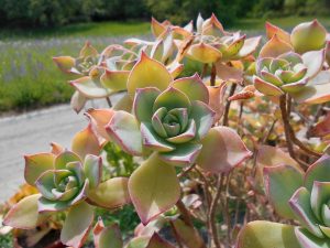 Aeonium Haworthii Guia Completo Desta Suculenta