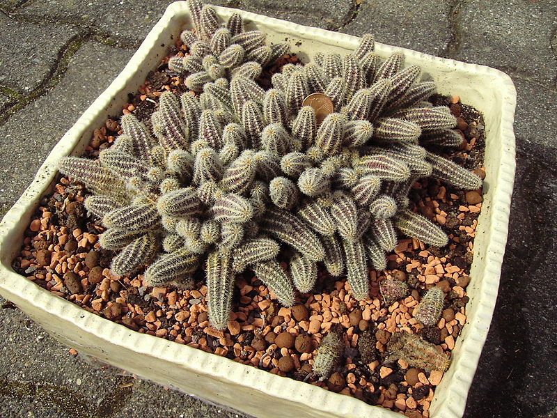 Echinopsis chamaecereus