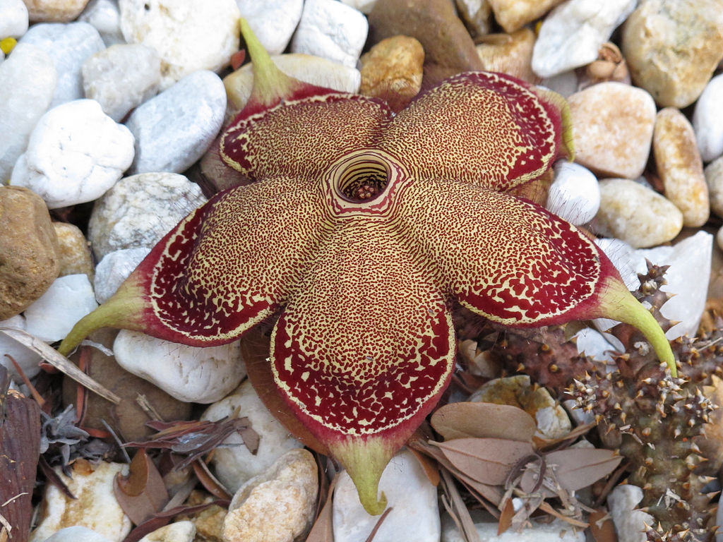 Edithcolea Grandis Tudo Sobre Esse Cacto