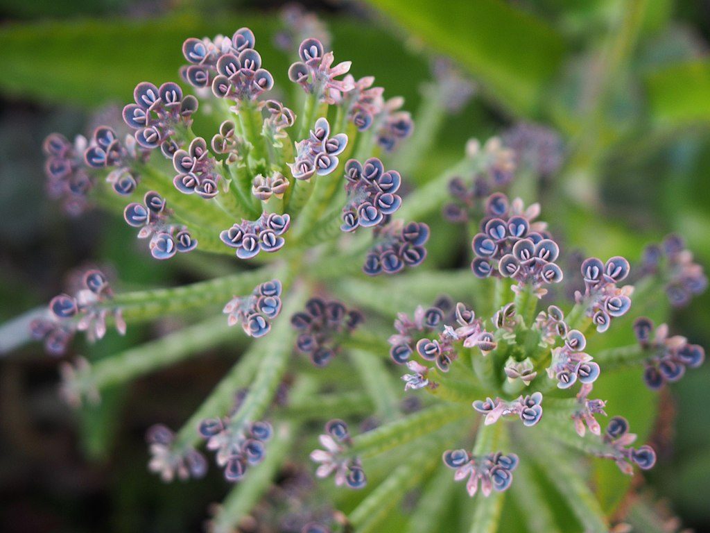 Kalanchoe Delagoensis