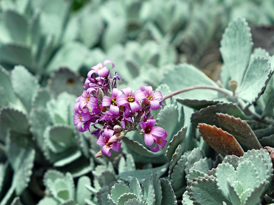 Kalanchoe Pumila Guia Completo Desta Suculenta