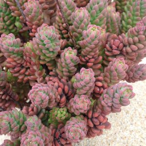 Sedum Sediforme Guia Completo Desta Suculenta