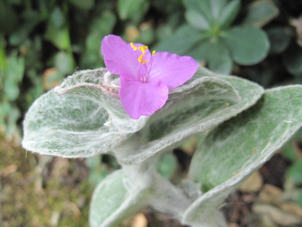 Tradescantia Sillamontana