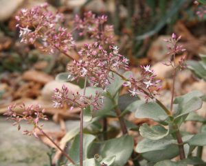 Crassula Multicava Guia Completo Desta Suculenta