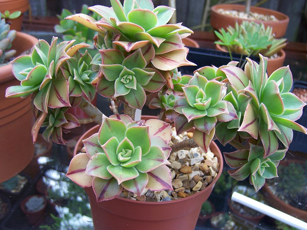 Aeonium Leucoblepharum Um Guia Completo