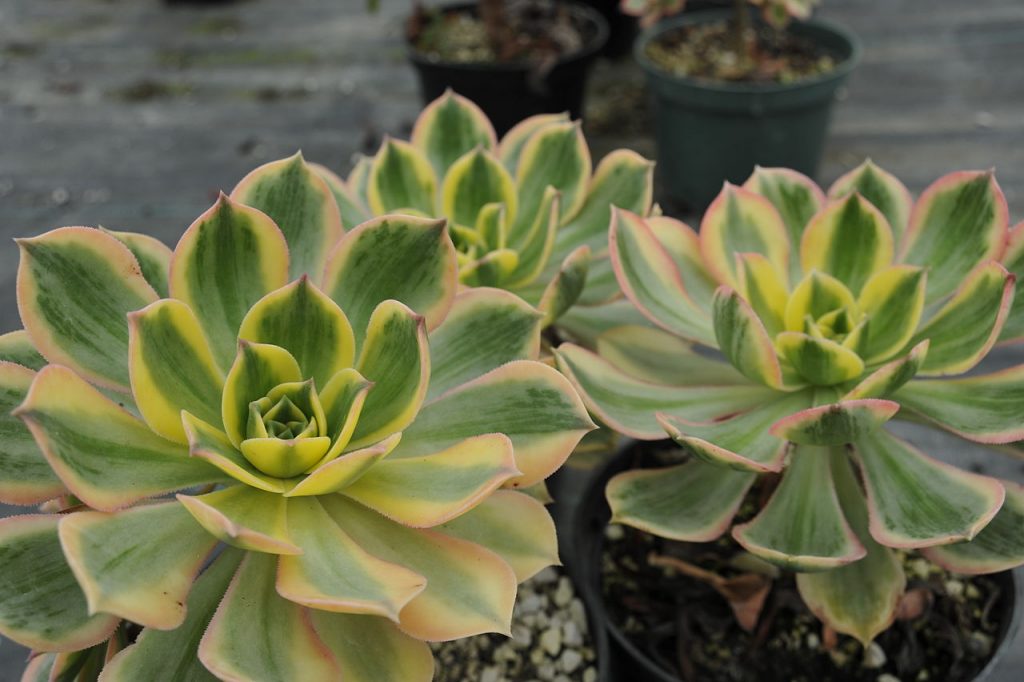 Aeonium Sunburst Guia Completo Desta Suculenta