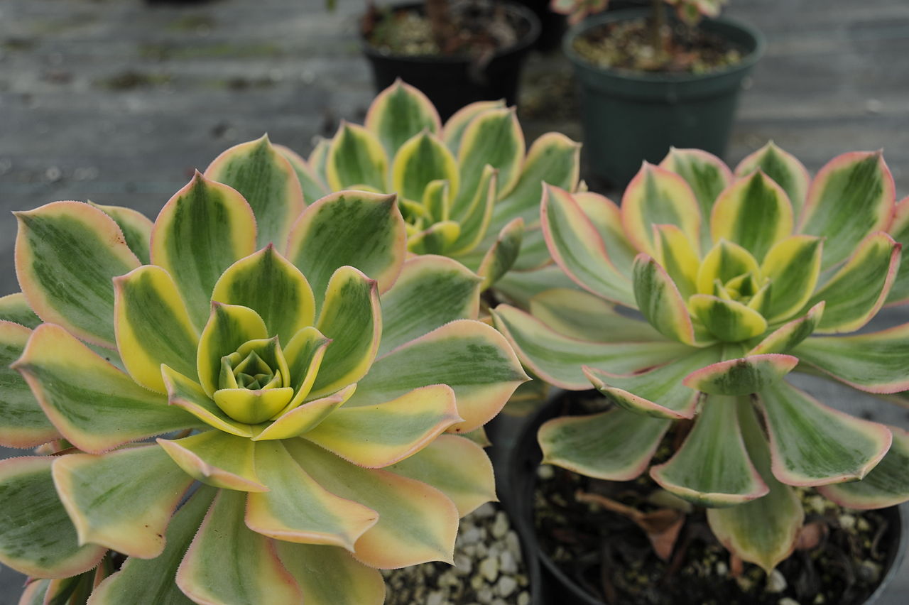 Aeonium Sunburst Guia Completo Desta Suculenta