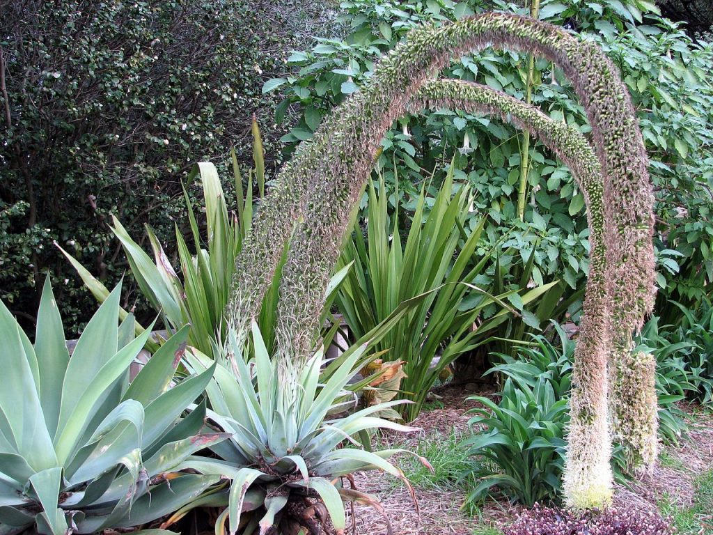 Agave Attenuata Tudo Sobre Essa Suculenta