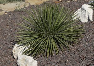 Agave Palito Um Guia Completo Desta Suculenta