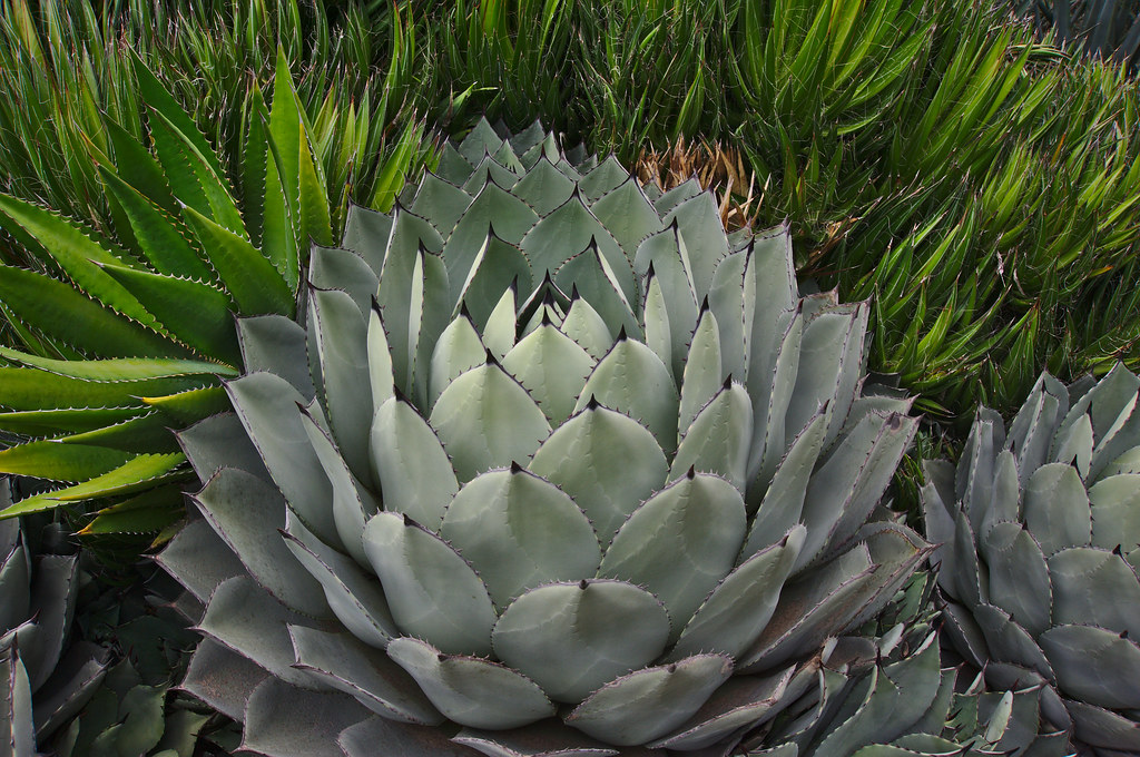 Agave Parryi Saiba Tudo Sobre Essa Suculenta